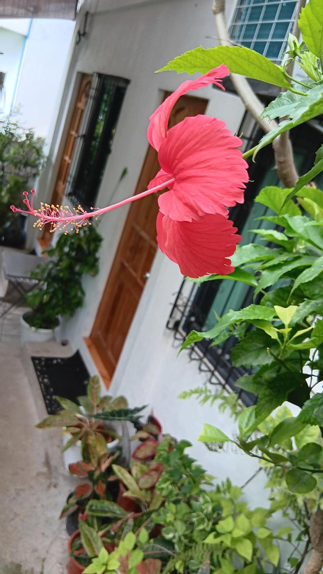 Susing Seaside Guesthouse モアルボアル エクステリア 写真